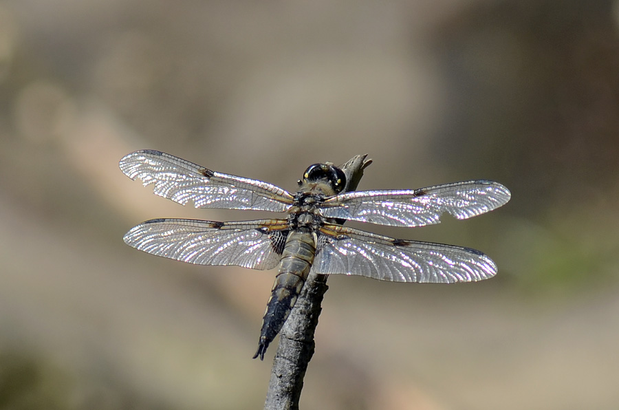 Libellula quadrimaculata? - S, maschio